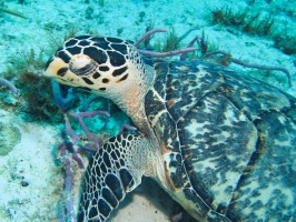 Hawksbill Sea Turtle IMG 9223